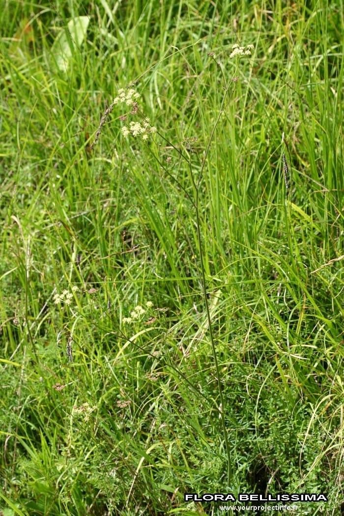 Pepper saxifrage plant with yellow flowers in umbel structure