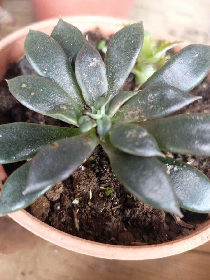 Echeveria carnicolor rosace succulente aux feuilles charnues