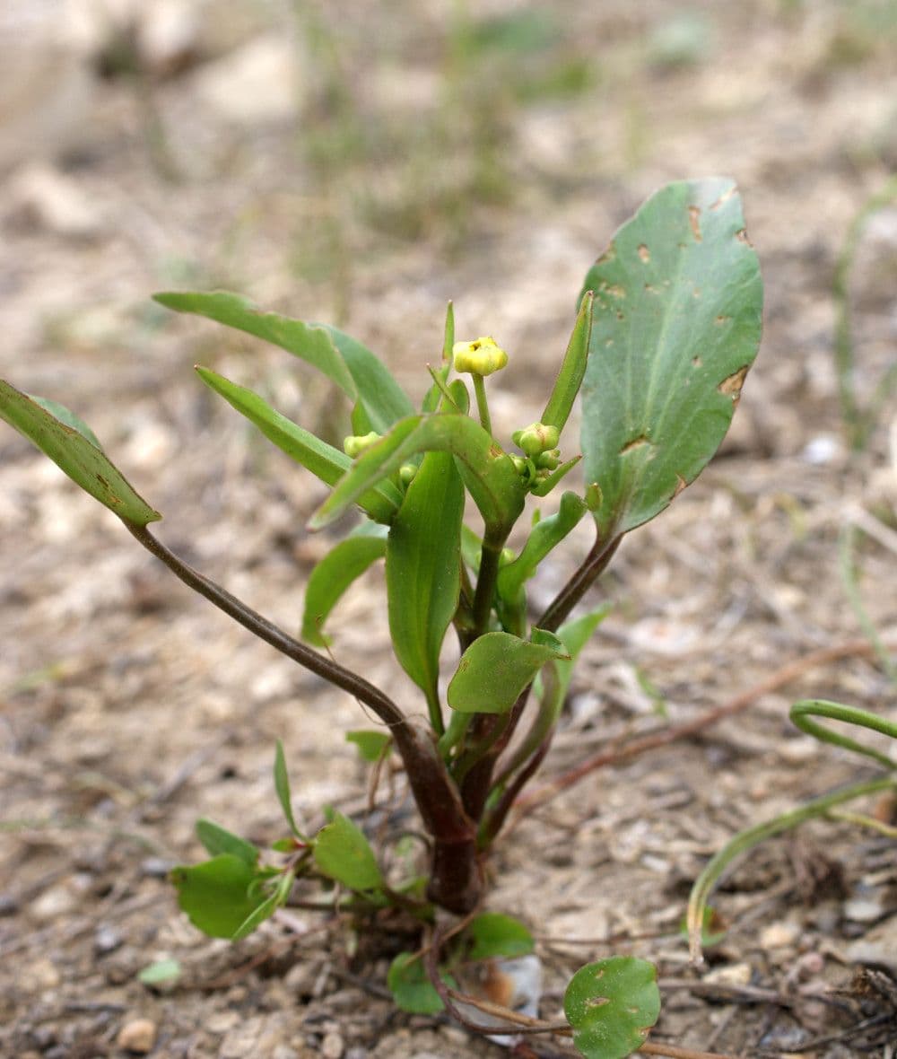 Addertongboterbloem (Ranunculus ophioglossifolius) met karakteristieke lange bladeren en gele bloemen
