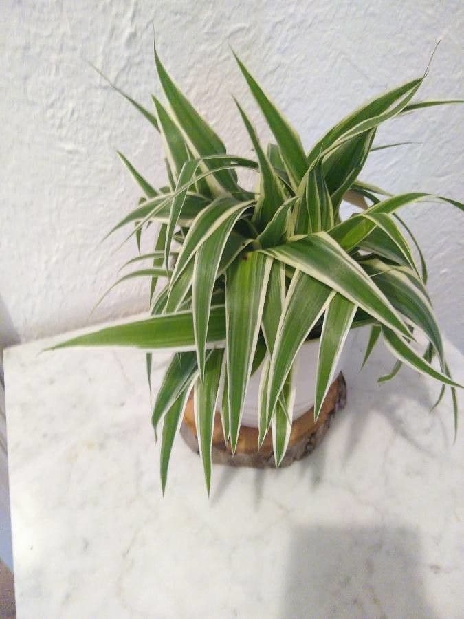 Chlorophytum comosum spider plant with dangling runners and plantlets