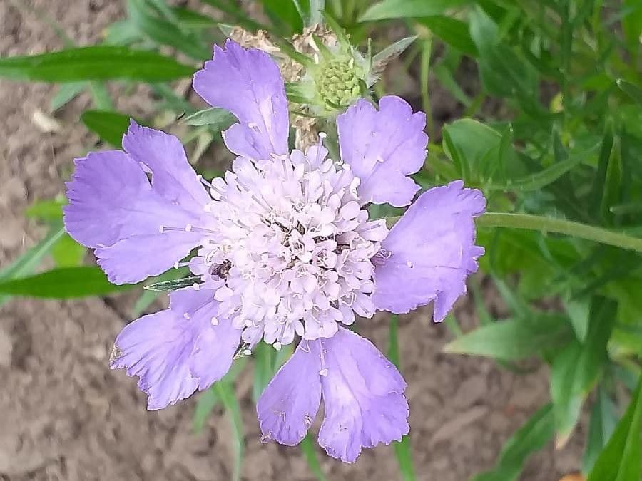Fleurs de Scabieuse du Caucase