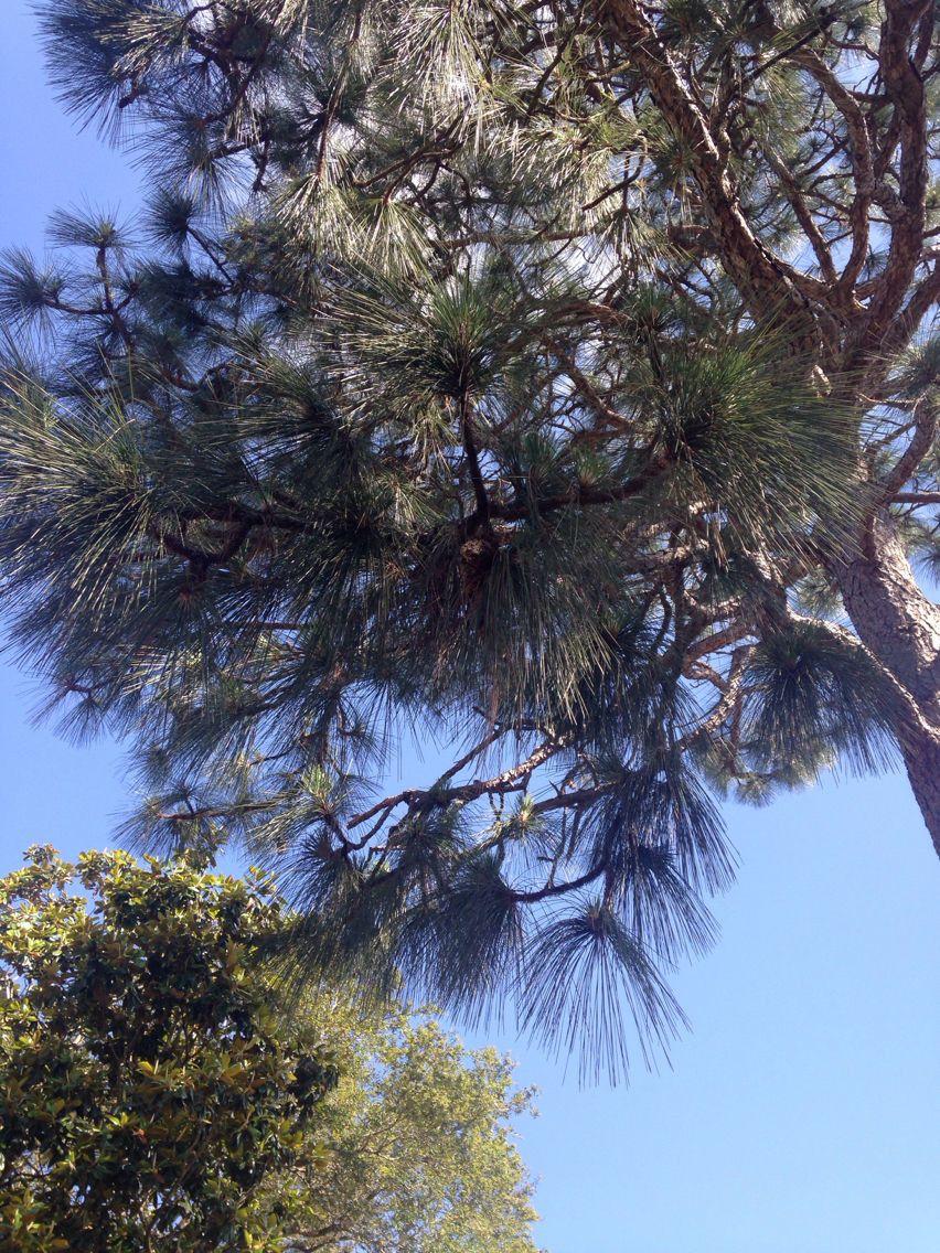 Sumpfkiefer (Pinus palustris) in voller Größe auf einem sonnigen, sandigen Standort im Südosten der USA