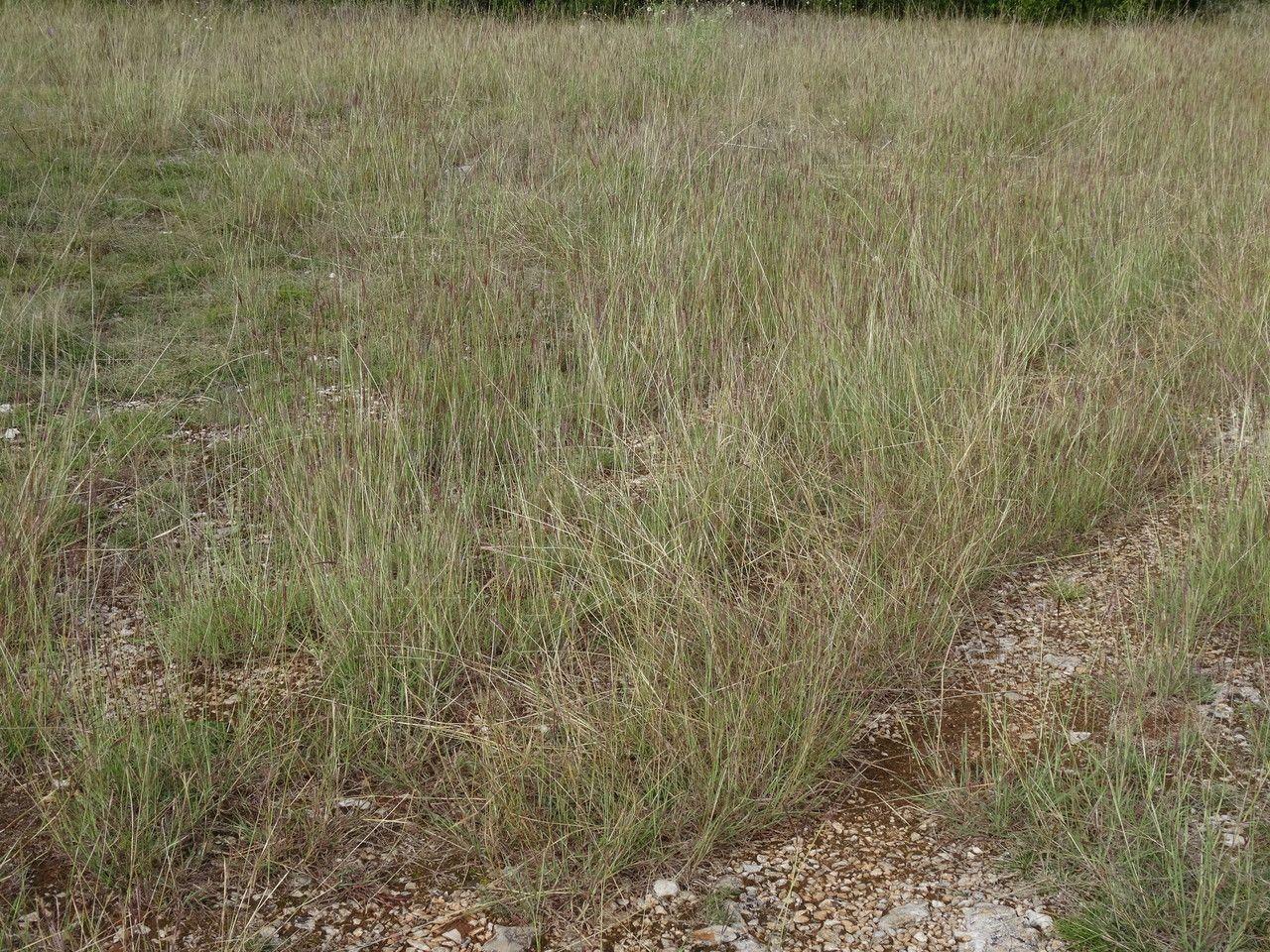 Baardgras in volle bloei op een zonnige zomerweide, met lichtgele bloeistuiven boven groenblauw blad