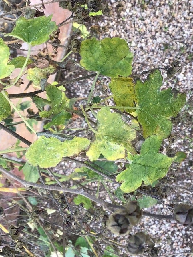 Armenian marshmallow plant