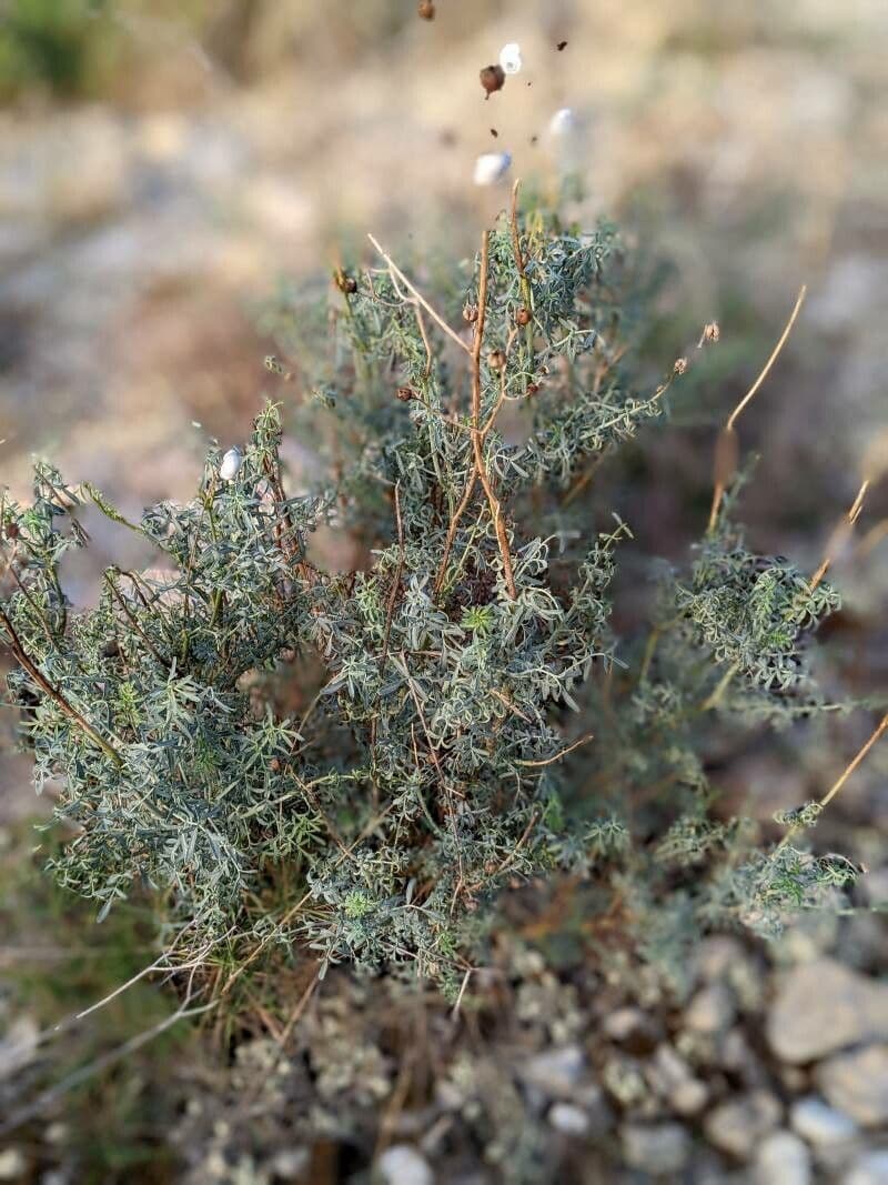 Schmalblattrige Raute (Ruta angustifolia) mit blaugrauem Laub in voller Sonne