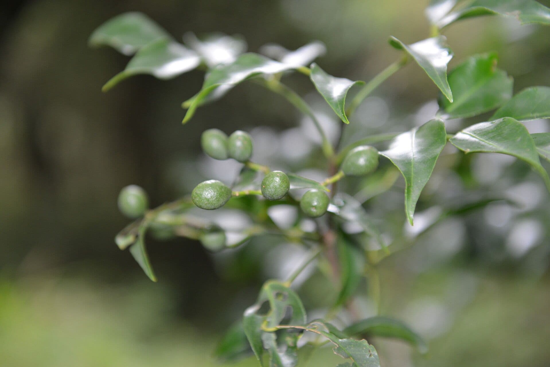 Amyris balsamifera boom met groene bladeren en vruchten