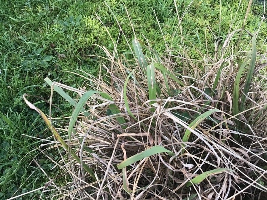 Carex prairea Präriesegge mit dichten kompakten Horsten feinen grünen Laubes