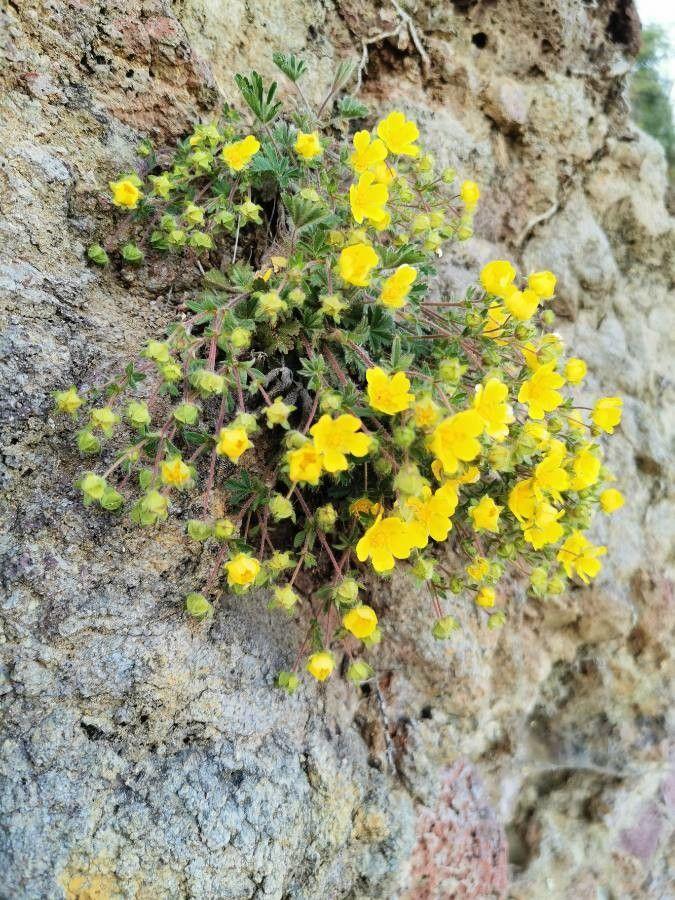 Alpine cinquefoil blooming in a sunny, rocky slope