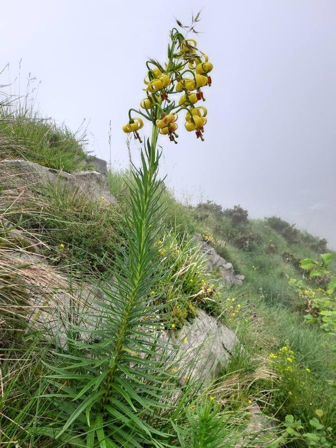 Gelb blühende Pyrenäen-Lilie in bergigem Gelände, mit hängenden trompetenförmigen Blüten und schmalen grünen Blättern