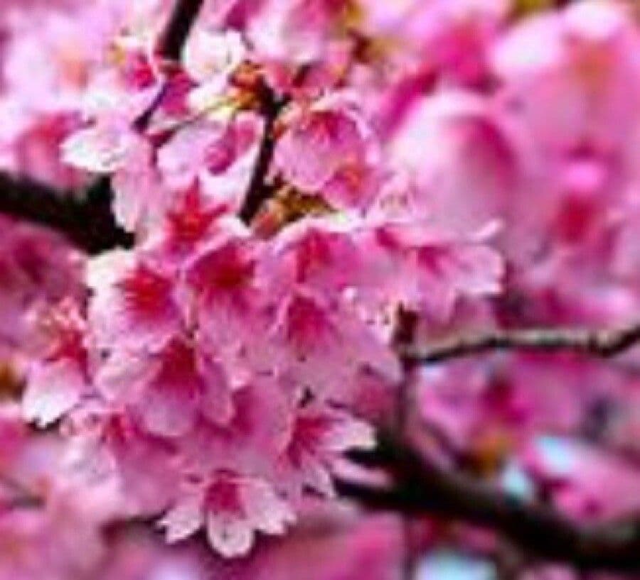 Prunus cerasoides in voller Blüte mit wunderschönen rosafarbenen Kirschenblüten im Frühling