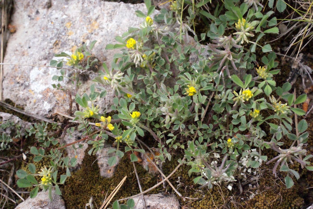 Gelbe Bluten von Medicago monspeliaca