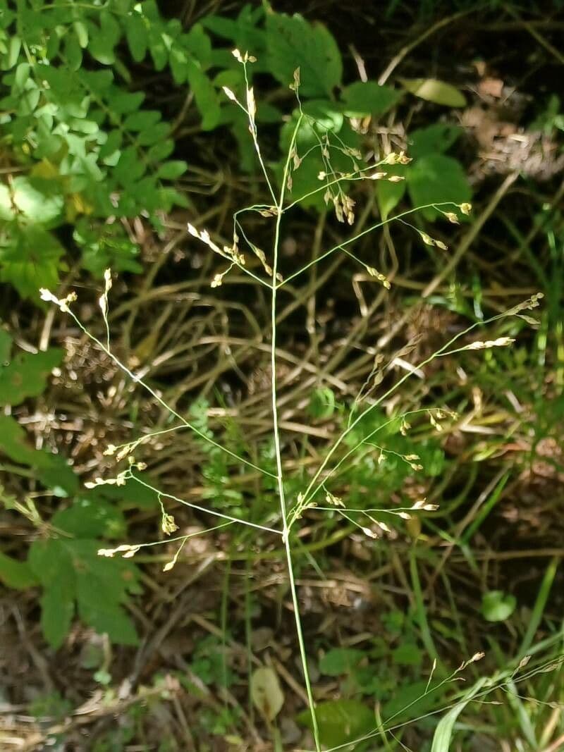 Agrostis scabra (raues straußgras) mit feiner Textur