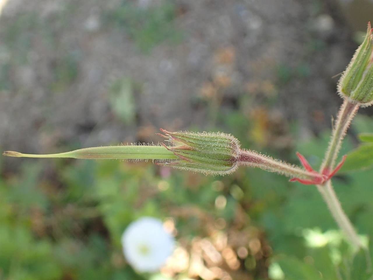 Geranium himalayense zeigt blaue Blüten