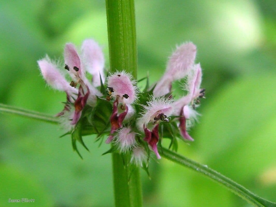 Leonurus cardiaca with pink-purple flowers