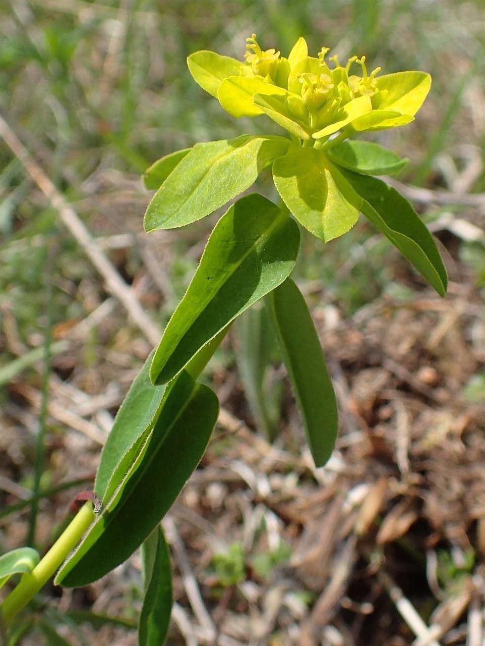 Euphorbia verrucosa plant met waarneembare textuur