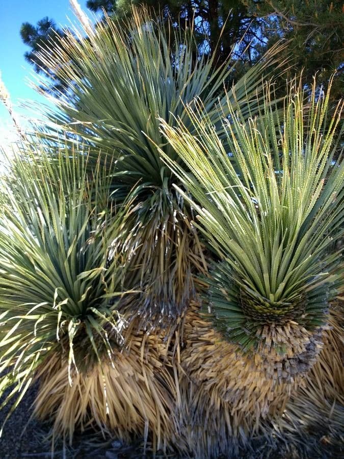Utah agave with grey-green foliage in a tight rosette form