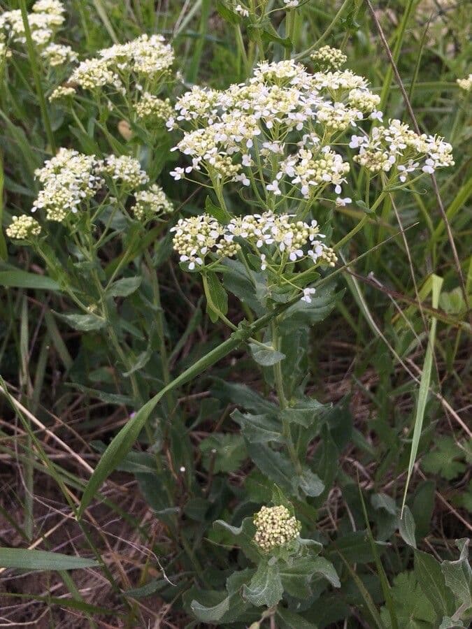 Witte bloemen van pijlkruidkers in volledige bloei