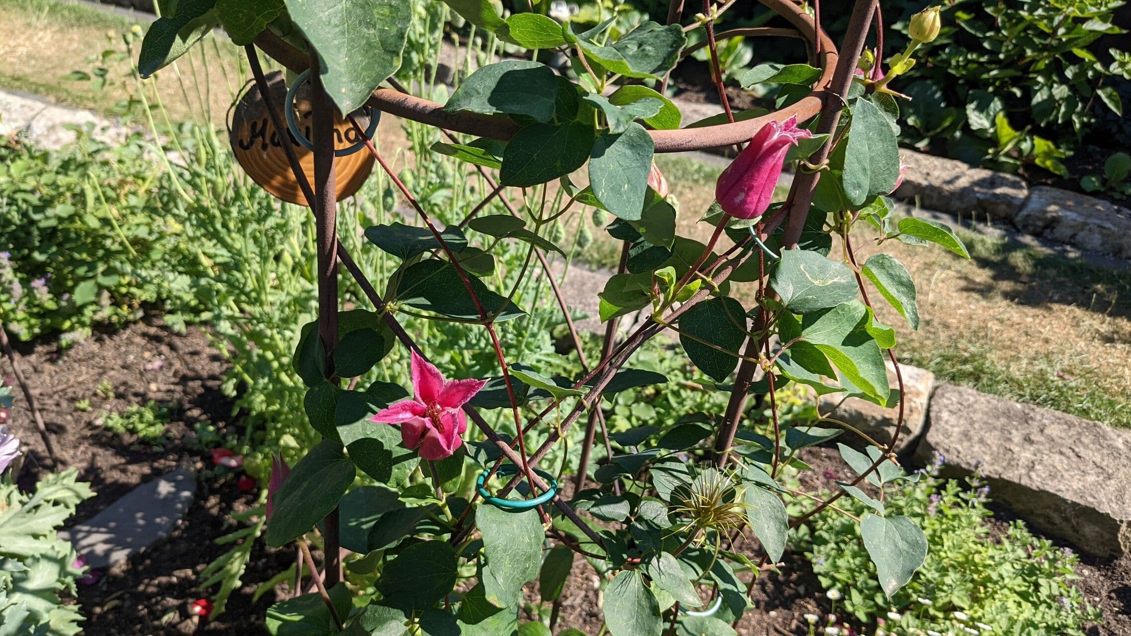 Clematis texensis with characteristic red flowers