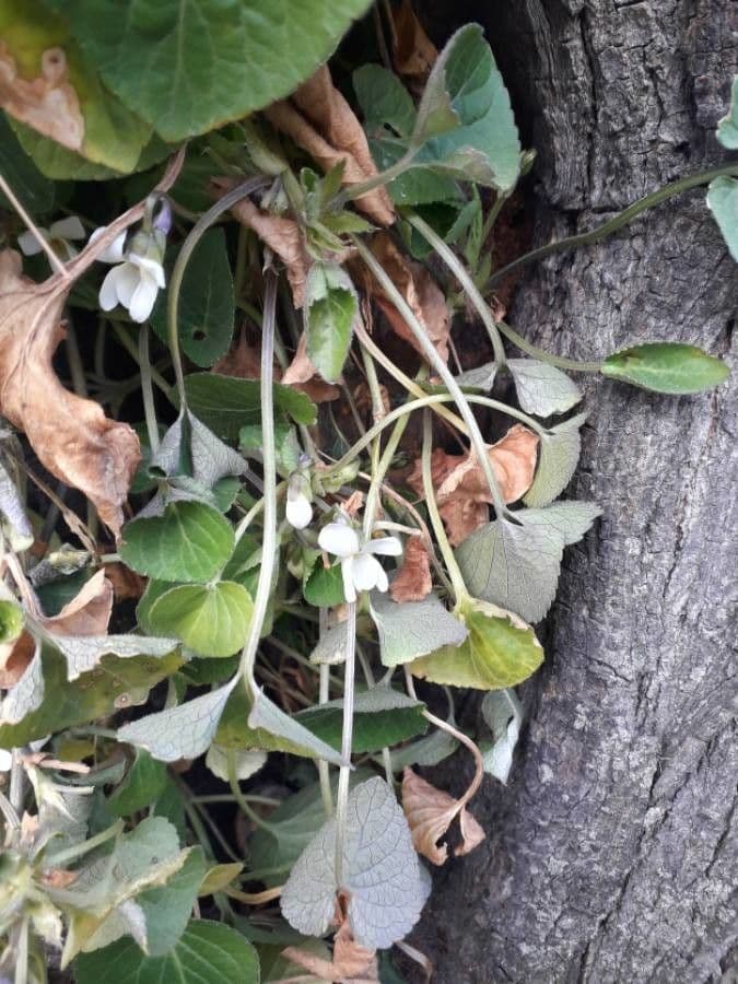 Weisses Veilchen in Blate