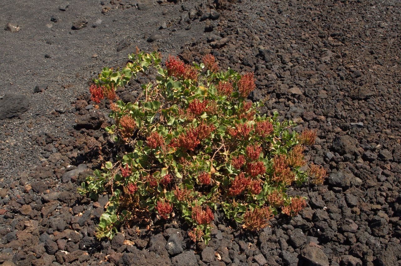 Rumex lunaria plant met groene bladeren in halflicht