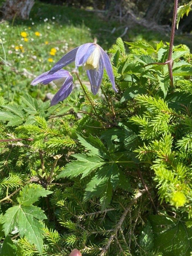 Blaublühende Alpen-Waldrebe (Clematis alpina) an einer Natursteinmauer, mit hängenden Glockenblüten und feinem Laub
