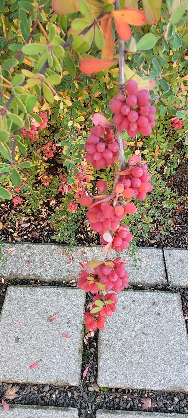 Berberis aggregata in voller Blüte an einer sonnigen Gartenkante