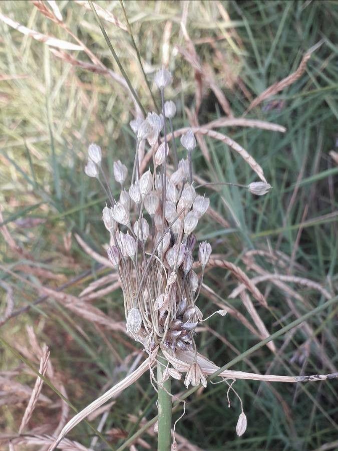 Rispen-Lauch in voller Blüte auf einer sonnigen, trockenen Steinschotterfläche