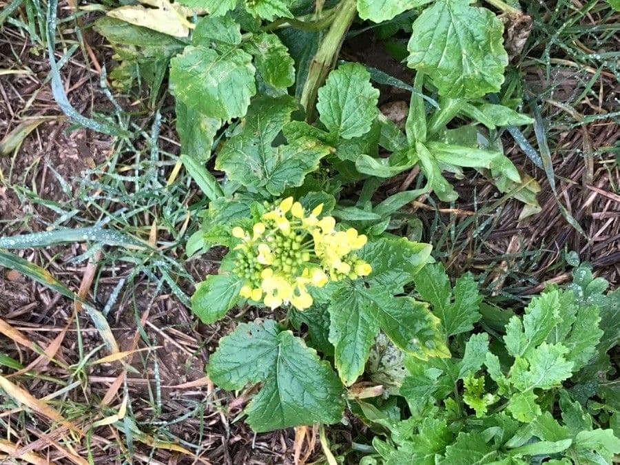 Sinapis alba mit gelben Bluten und charakteristischen Samenschoten