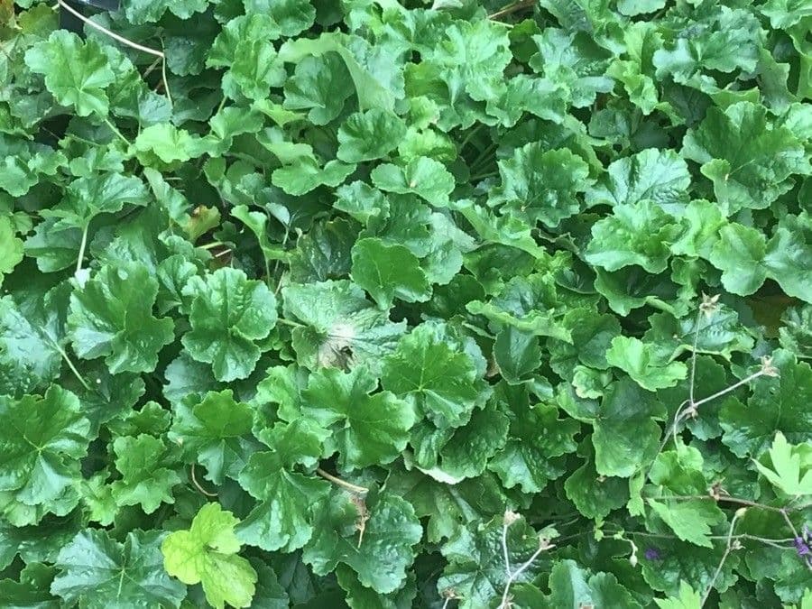 Gruppe der Walzen-Purpurglocken mit roten Blutentrauben in einem Sommergarten