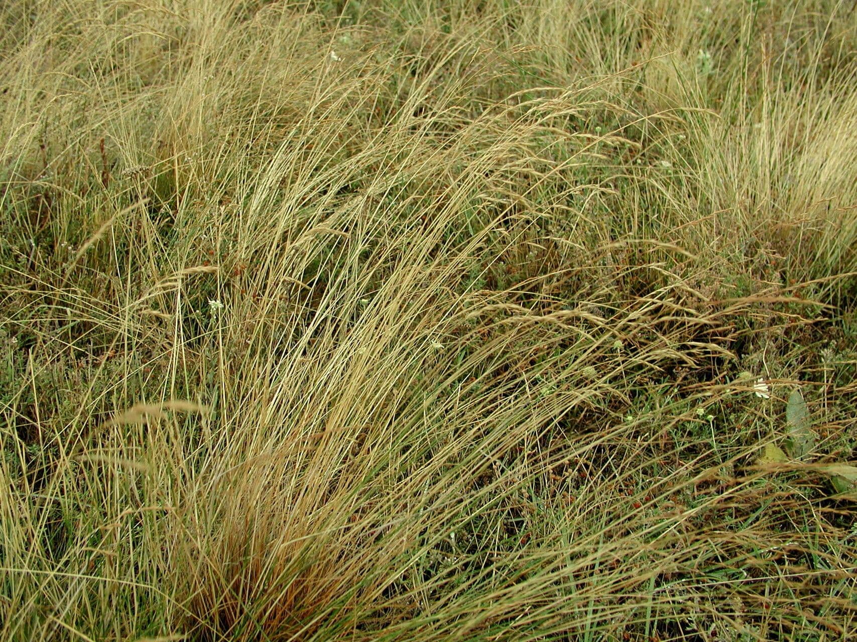 Agrostis castellana in bloei