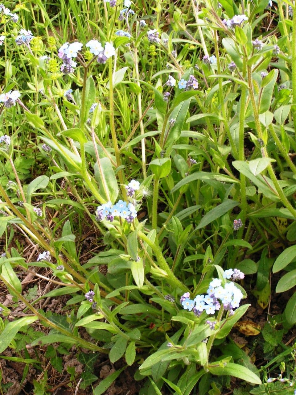 Myosotis discolor small pink to blue flowers