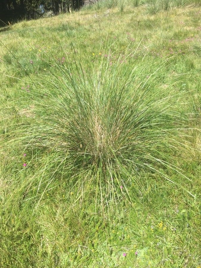 Festuca burgundiana growth and leaf structure