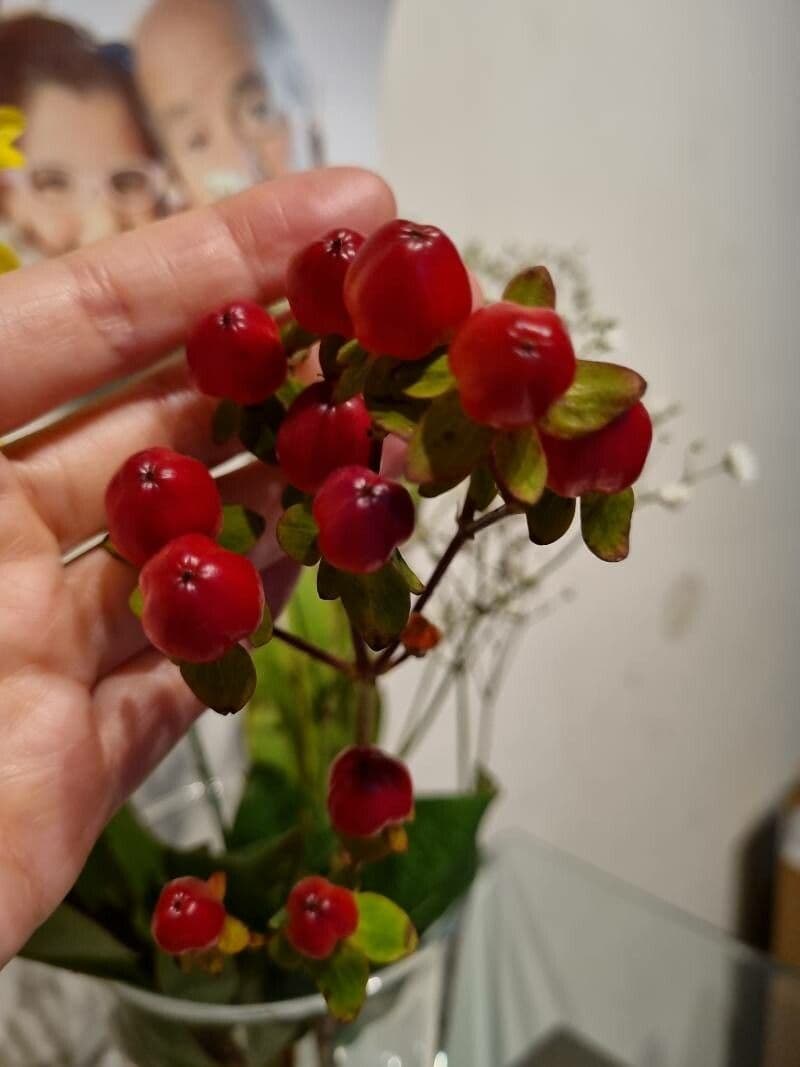 Millepertuis inodore avec fleurs jaune vif et baies rouge-noir