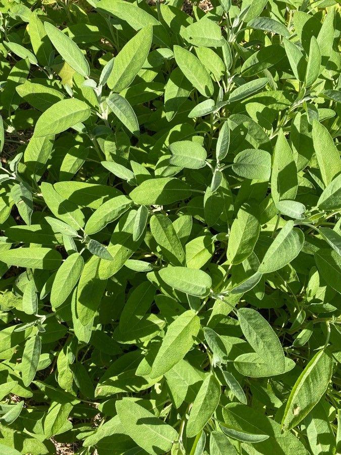 Common sage in full bloom in a sunny border setting with grey-green leaves and blue flowers