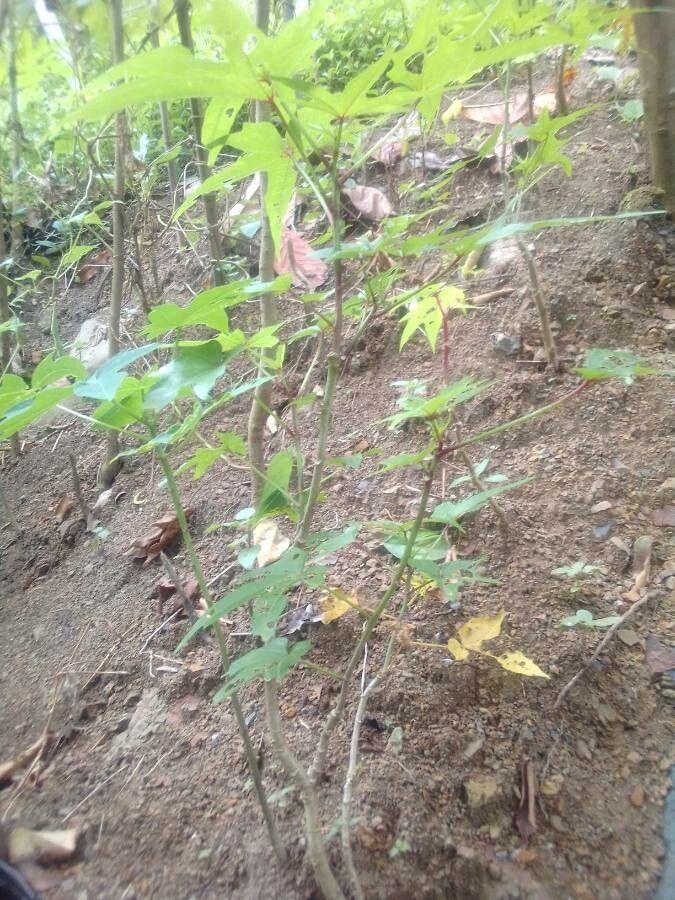 Große gelbe Blüte von Abelmoschus manihot mit dunkelrotem Zentrum und grünen, tief eingeschnittenen Blättern