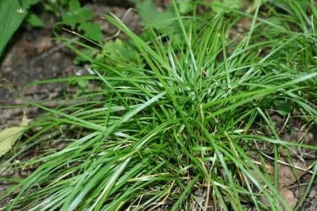 Slender grass-textured sedge in woodland landscape