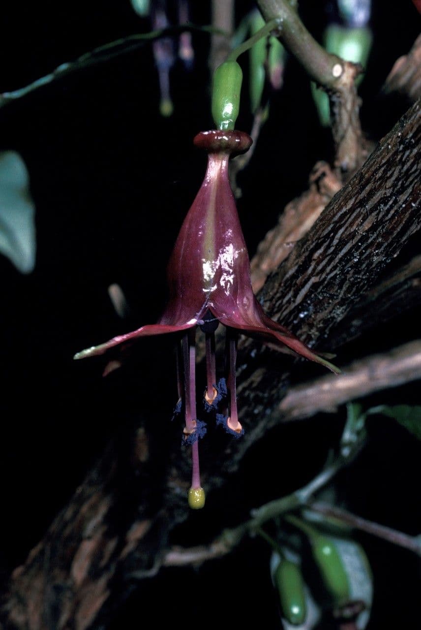 Rote haengende Blueten von Fuchsia excorticata