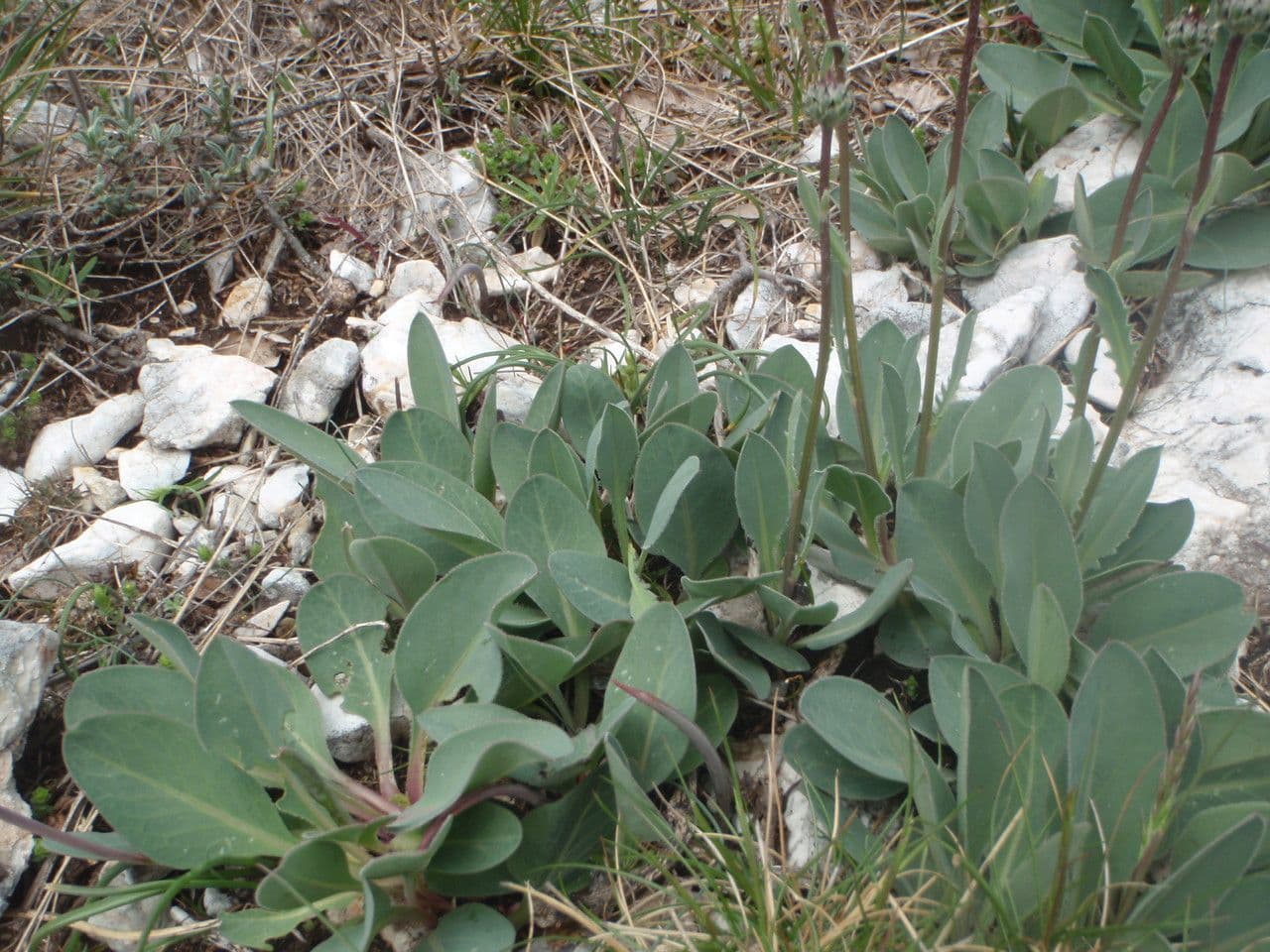 Klasea nudicaulis serratule a tige nue avec capitules pourpres sur calcaire