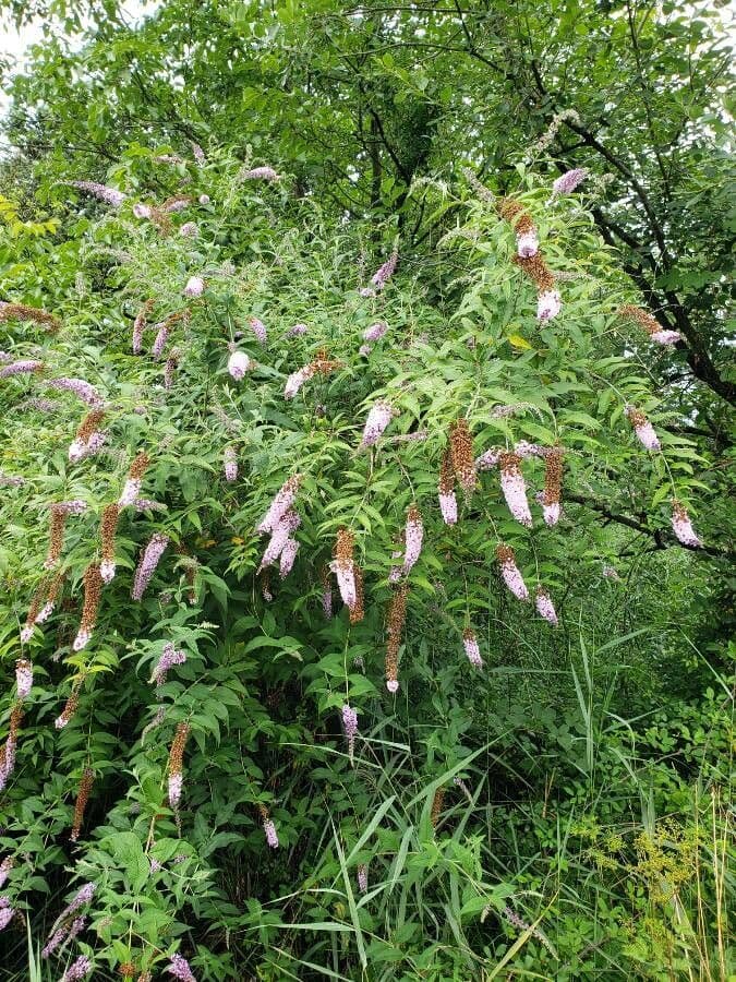 Buddleja du Japon avec fleurs retombantes elegantes