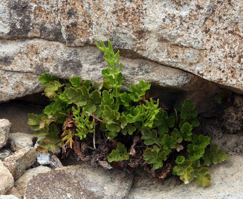 Amerikanischer Rollfarn (Cryptogramma acrostichoides) zwischen Felsen