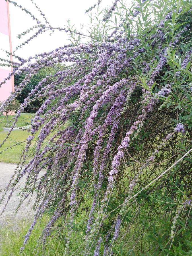 Buddleja alternifolia in voller Blüte mit hängenden Zweigen voller lila Blüten