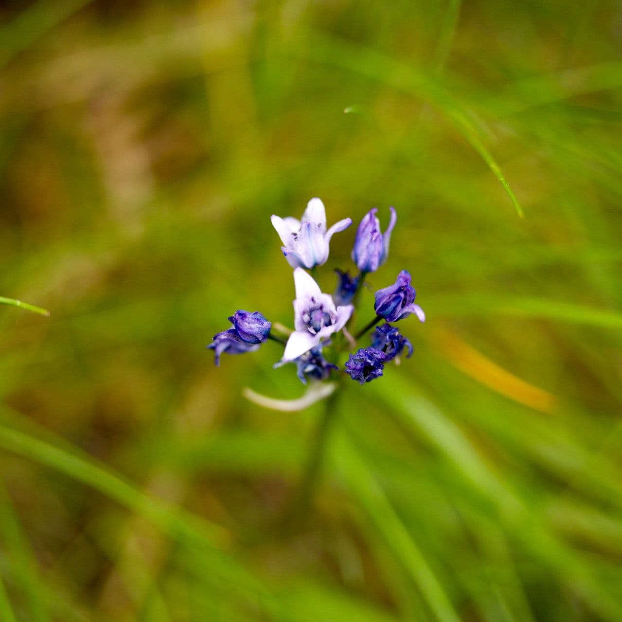 Triteleia grandiflora met blauwe schermvormige bloemen op slanke stelen in een zonnige wei