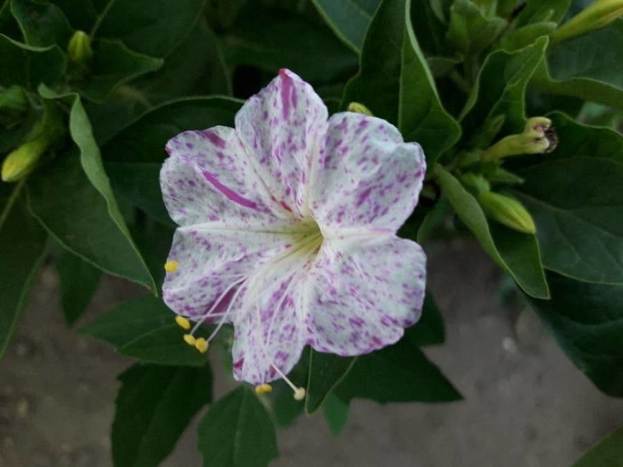 Kleurrijke bloemen van Mirabelle openend bij zonsondergang