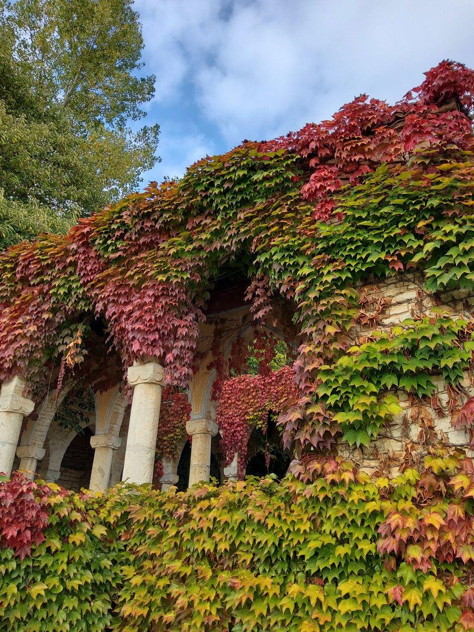 Boston-ivy covering a brick wall in vibrant autumn colors