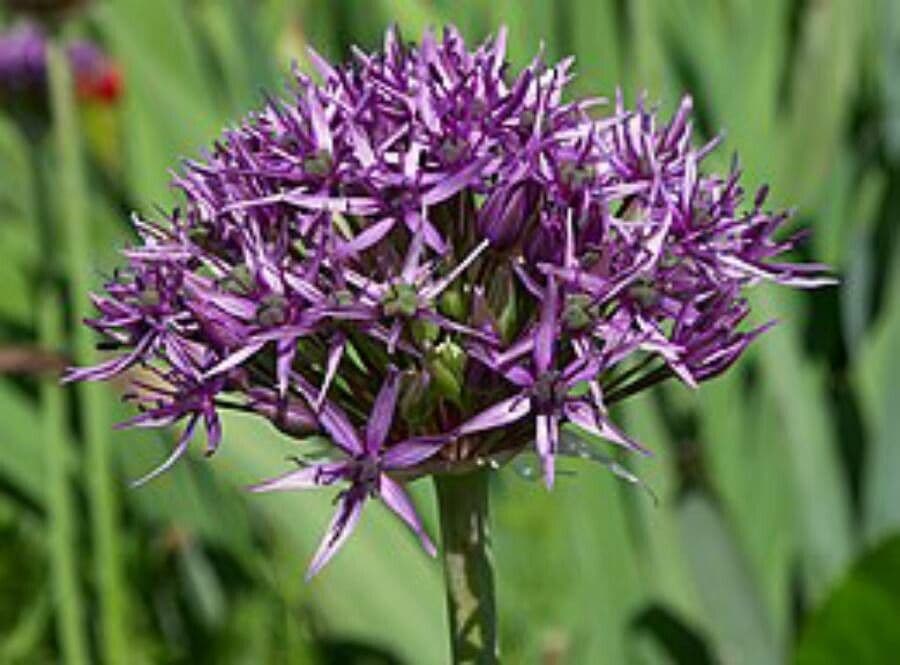 Dark purple flower heads of Allium atropurpureum
