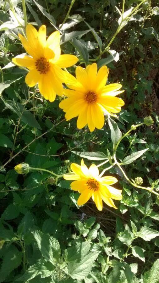 Jerusalem artichoke plant with tall stems and bright yellow sunflower-like flowers in full bloom in a sunny summer meadow