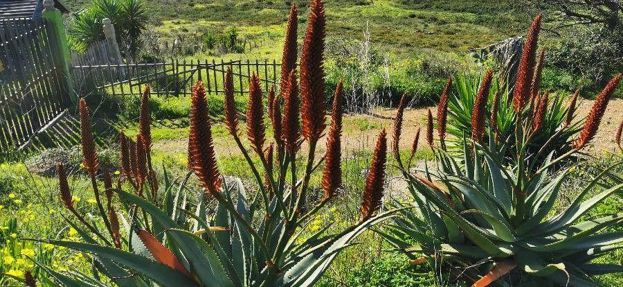 Aloe ferox mit aufrechtem Blütenstand und dichter Rosette dunkelgrüner, stacheliger Blätter