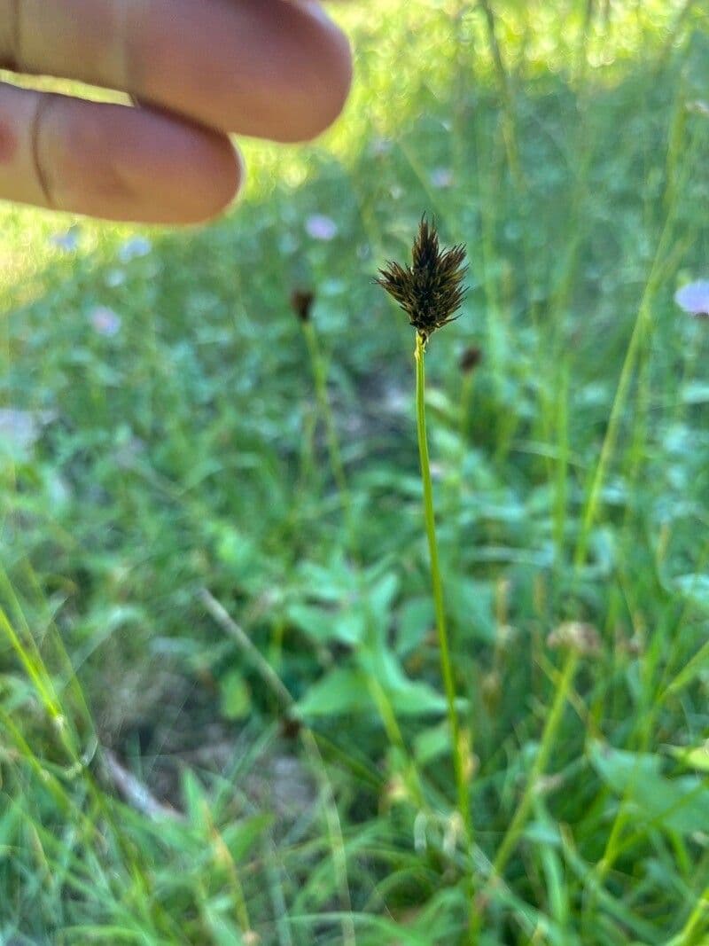 Smallwing sedge in subalpine setting