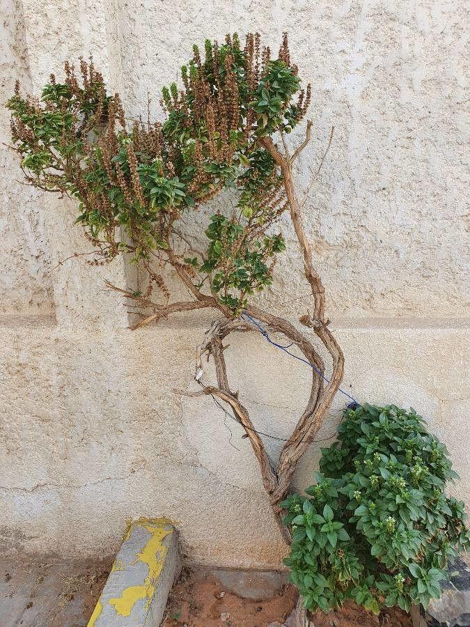 Basilikum-Pflanze auf sonniger Fensterbank, Nahaufnahme glänzender, ovaler Blätter und Blütenstände