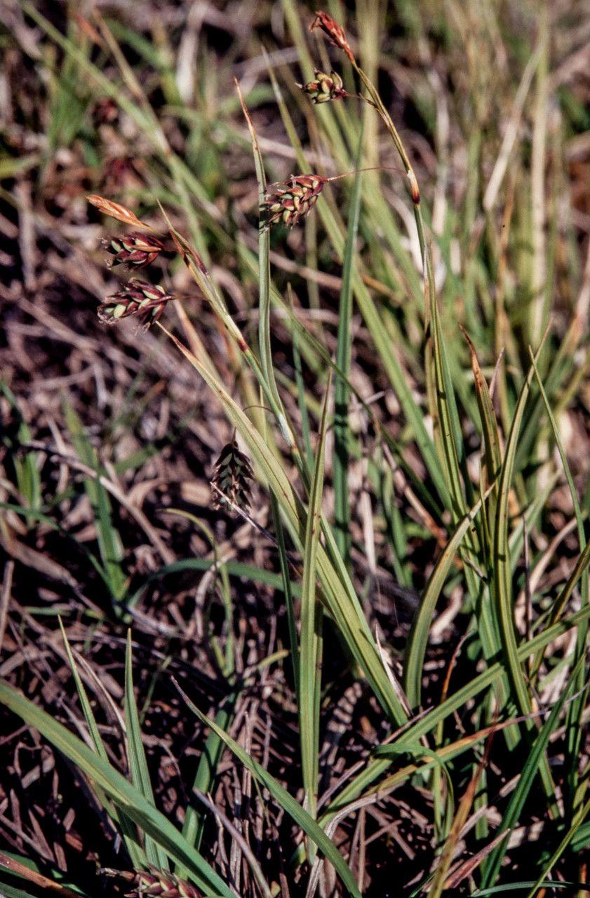 Tall bog sedge growing along a damp woodland edge with moss and ferns.